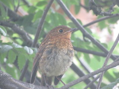 Erithacus rubecula