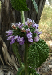 Ballota philistaea
