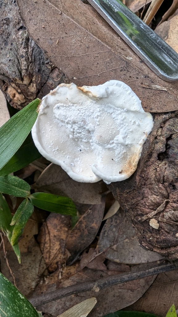 Tyromyces chioneus · October 2024 · photo: © atsushi_nakajima_cirque (iNaturalist, cc-by)