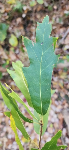Quercus X ludoviciana