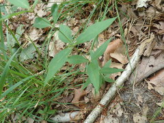 Lysimachia quadrifolia