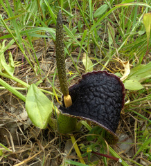 Eminium spiculatum