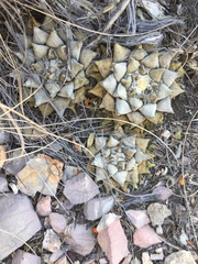 Ariocarpus retusus retusus