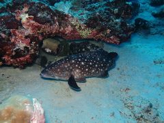 Epinephelus coeruleopunctatus