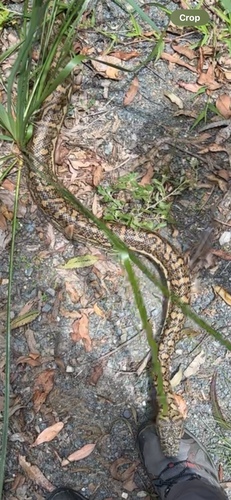 Coastal Carpet Python sighting