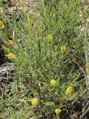 Parryella filifolia