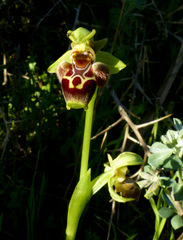 Ophrys umbilicata