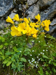 Linum capitatum