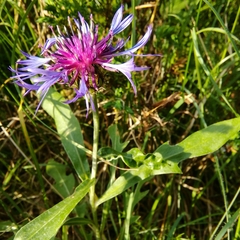 Centaurea triumfettii