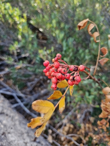 Image of Sorbus californica by (c) Marco Iboshi, some rights reserved (CC BY)