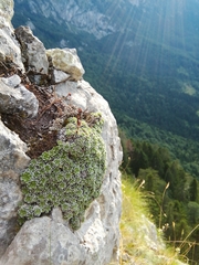 Saxifraga marginata