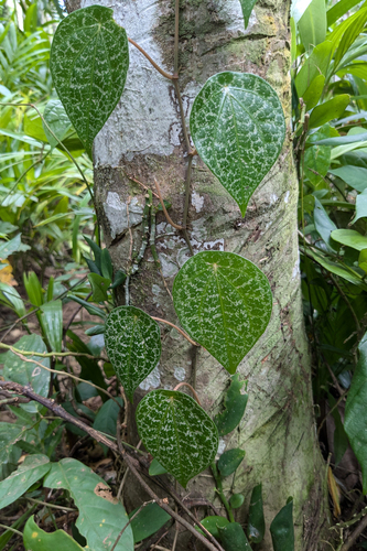 Celebes pepper (Piper ornatum)