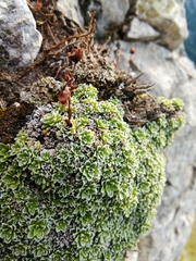 Saxifraga marginata