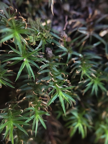 Pogonatum cirratum observed 2024-10-23