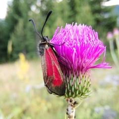 Zygaena purpuralis