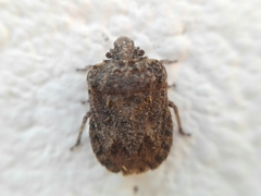 Neoleprosoma argentinensis