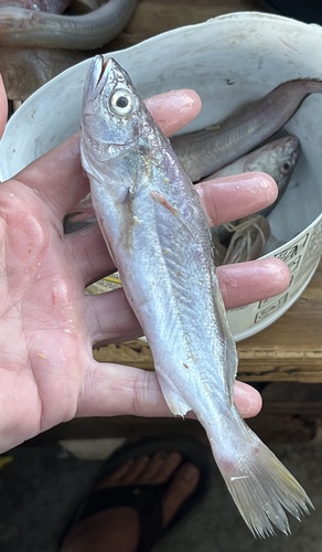 Bastard trout (Cynoscion nothus) — Sciaenidae — 5