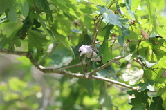Polioptila caerulea caerulea