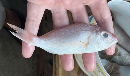 Wenchman (Pristipomoides aquilonaris) — Lutjanidae — 3