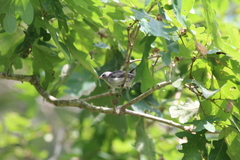 Polioptila caerulea caerulea
