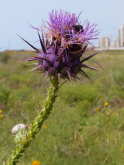 Onopordum carduiforme