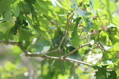 Polioptila caerulea caerulea