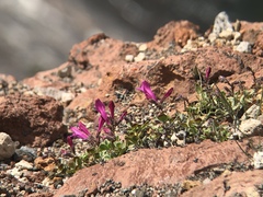 Penstemon rupicola