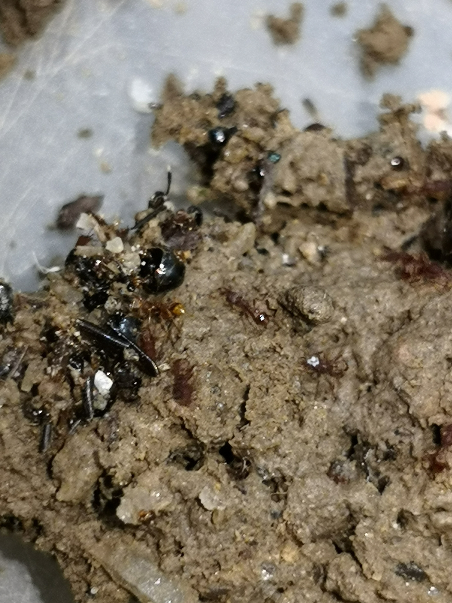 Strumigenys hispida