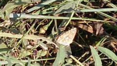 Polyommatus bellargus
