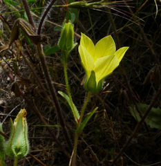 Campanula sulphurea