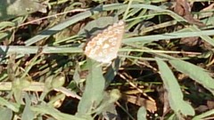Polyommatus bellargus