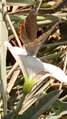 Polyommatus bellargus