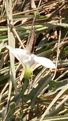 Polyommatus bellargus