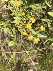 Hypericum virgatum