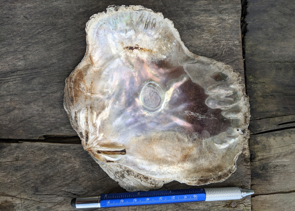 Greater Pacific saddle oyster