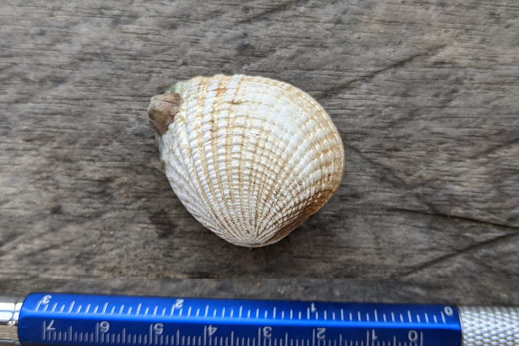 Gafrarium tumidum
