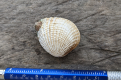 Gafrarium tumidum