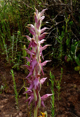 Anacamptis sancta