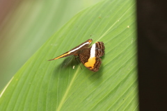 Adelpha cytherea
