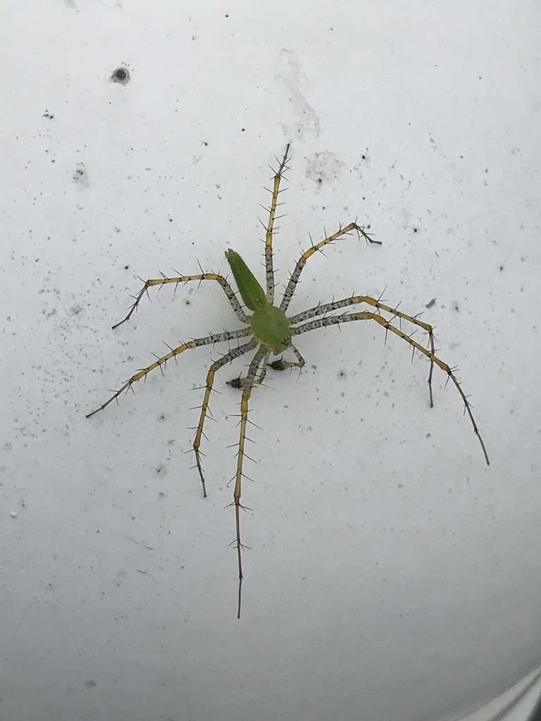 Lesser Green Lynx Spider from Yumbo, Yumbo, Valle del Cauca, CO on ...