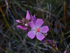 Sidalcea oregana