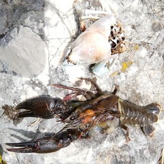 Astacus astacus