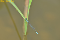 Paracercion v-nigrum