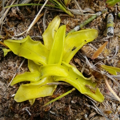 Pinguicula balcanica