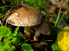 Lepiota pseudolilacea