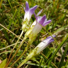 Gentianella crispata
