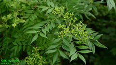 Zanthoxylum schinifolium