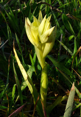Serapias orientalis levantina