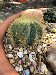 Parodia