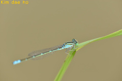 Paracercion v-nigrum